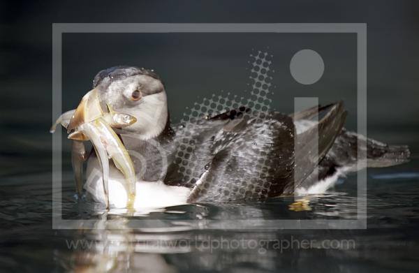 Horned Puffin with Fish